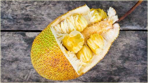 Dżakfrut, jackfruit, drzewo bochenkowe, chlebowiec różnolistny